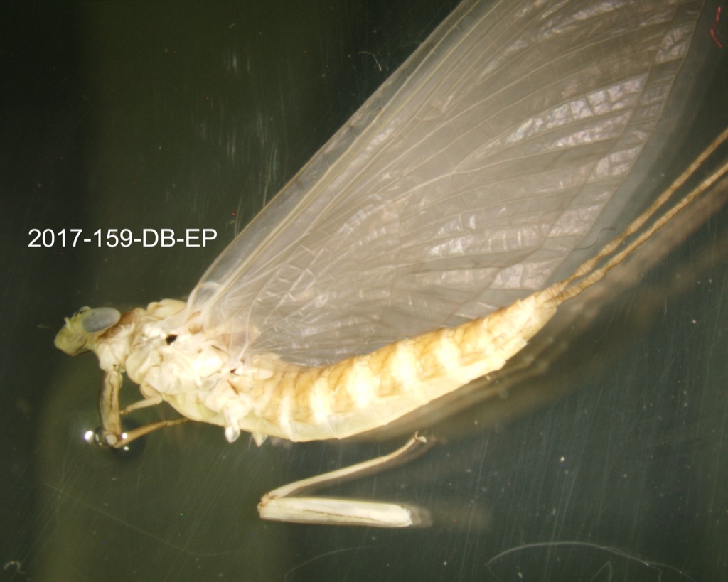 lateral