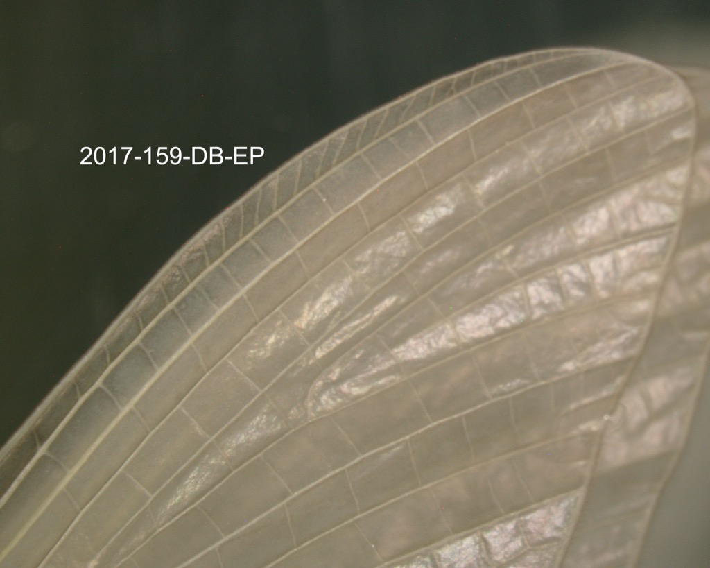forewing