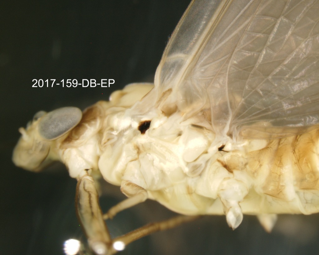 head and thorax lateral