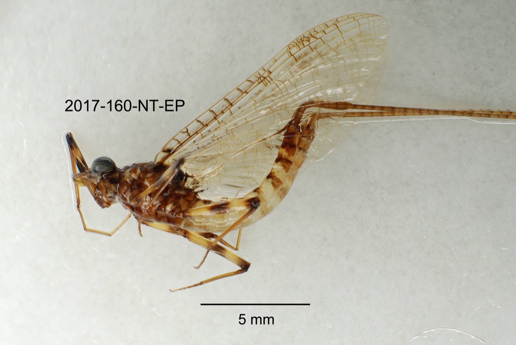 lateral