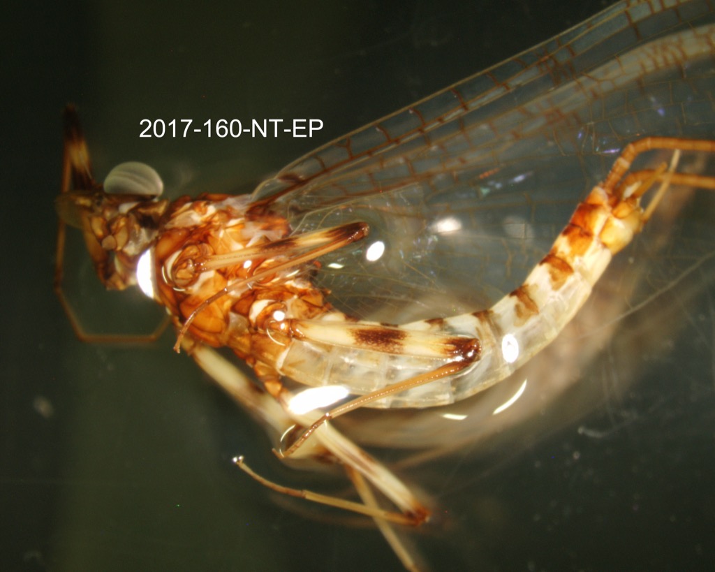 lateral
