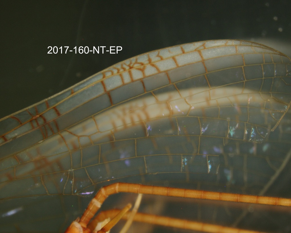 forewing (stigmatic area)