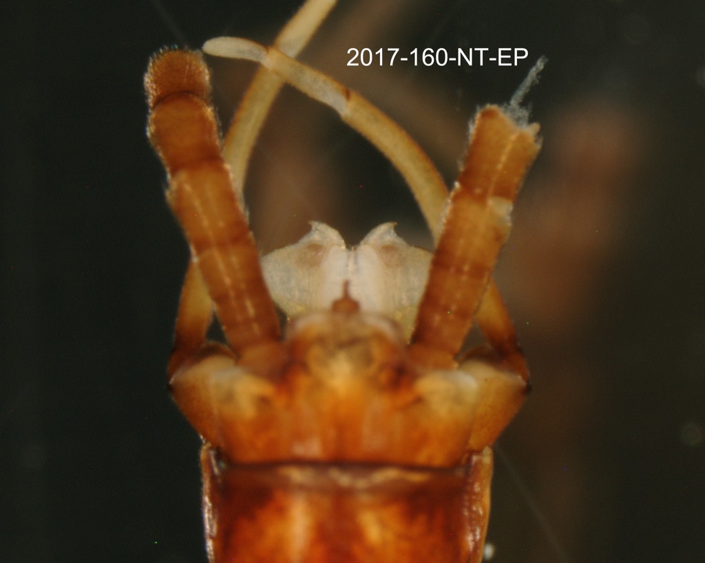 genitalia dorsal