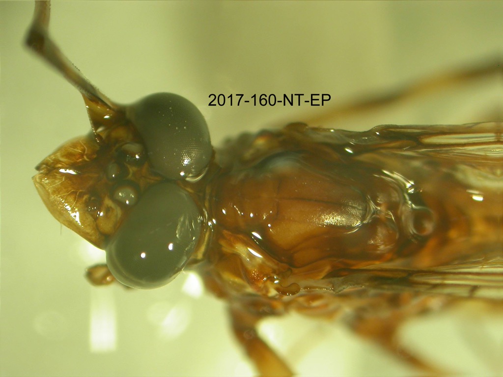 head and thorax dorsal