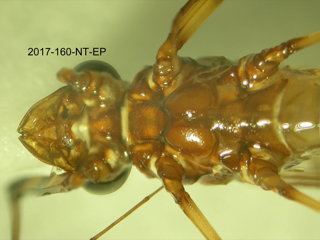 head and thorax ventral