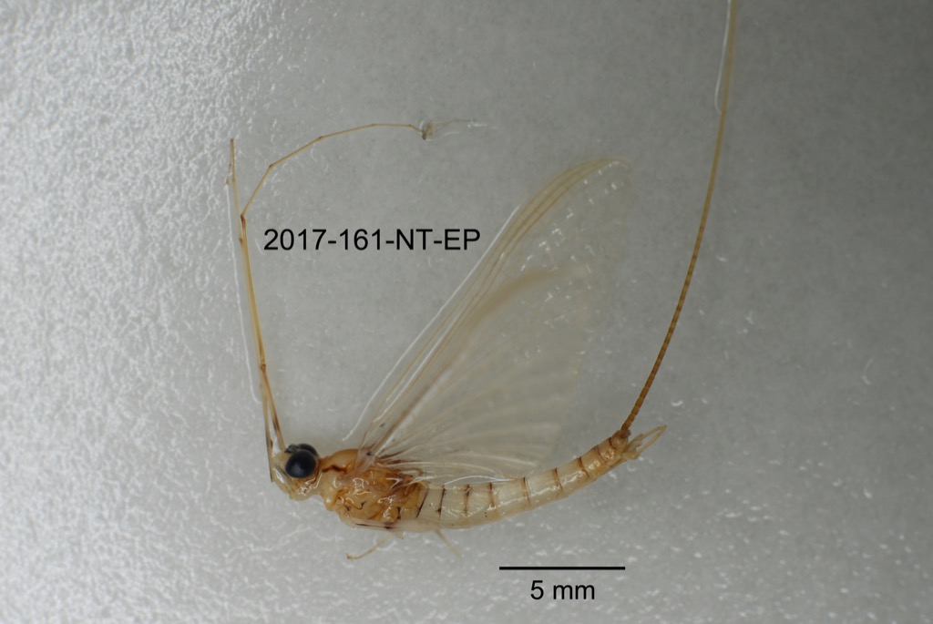 lateral