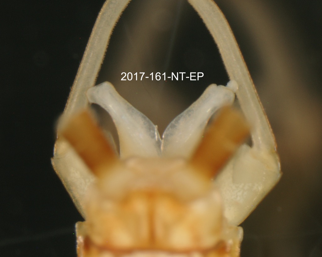 genitalia dorsal