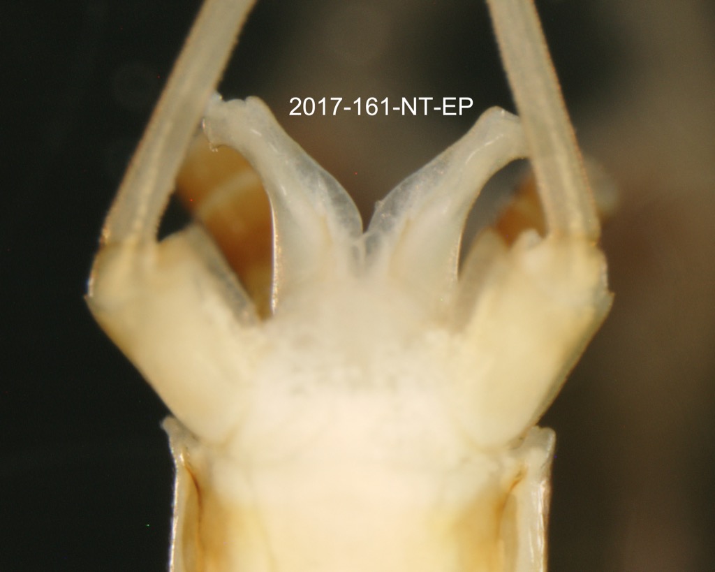 genitalia ventral