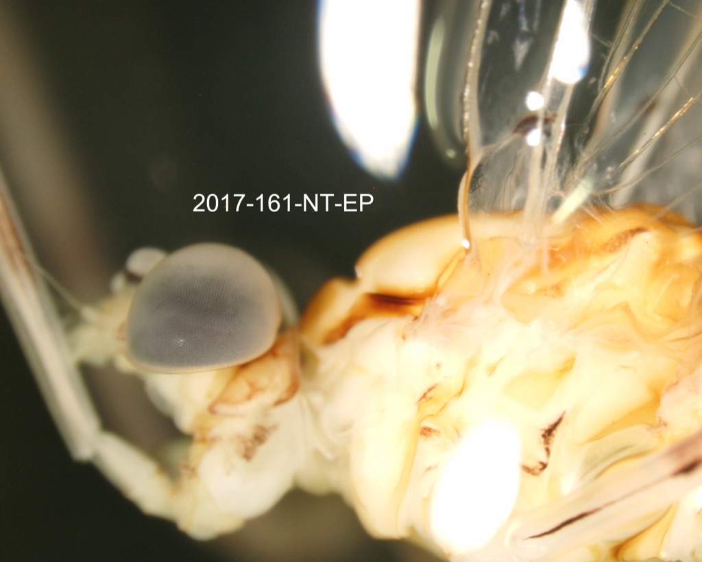 head and thorax lateral