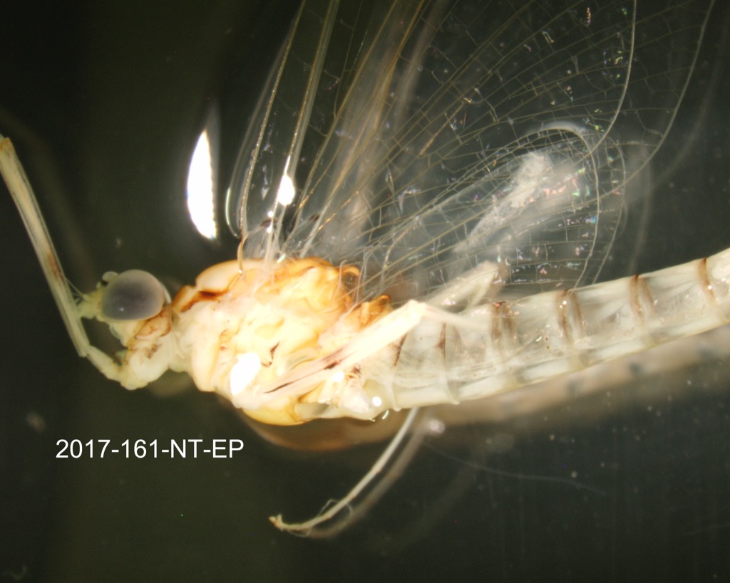 head and thorax lateral