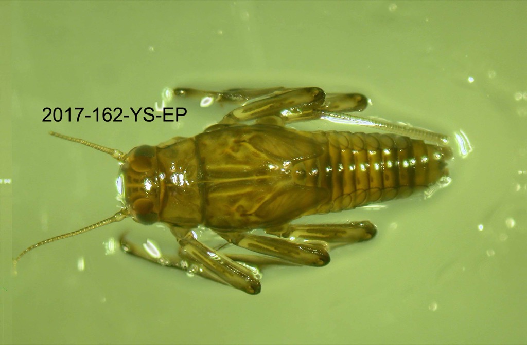 dorsal