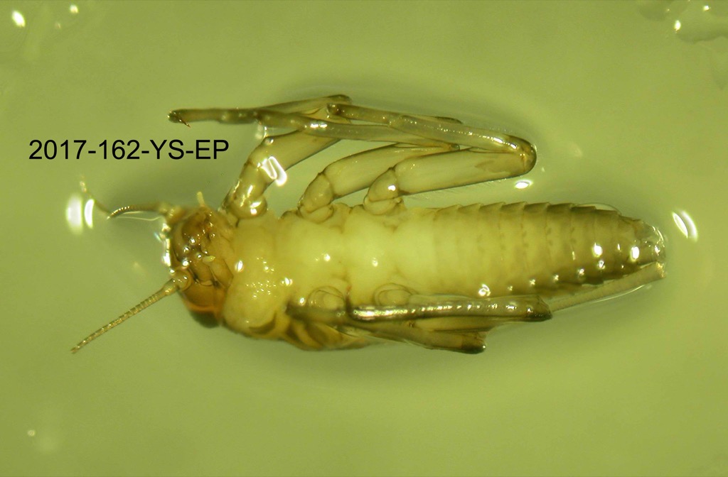 ventral