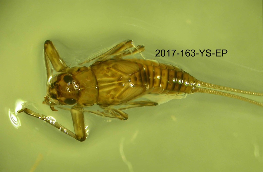 dorsal