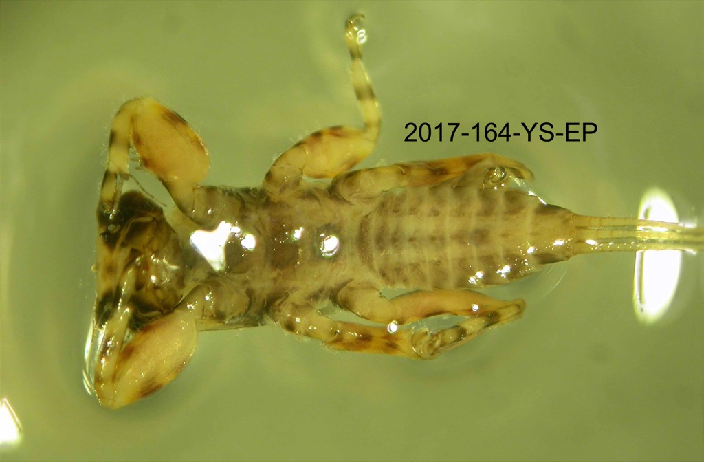 ventral