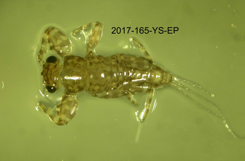 dorsal