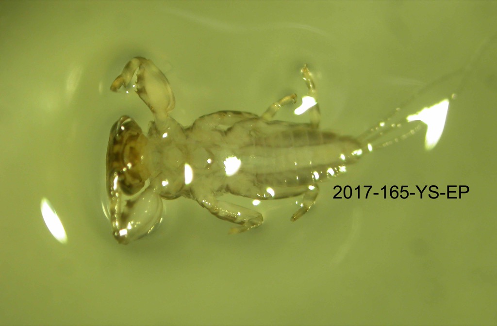 ventral