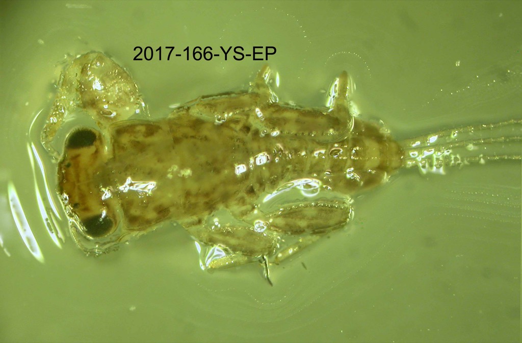 dorsal