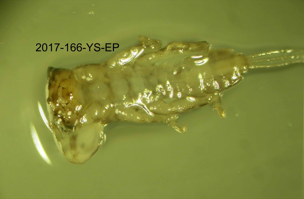 ventral
