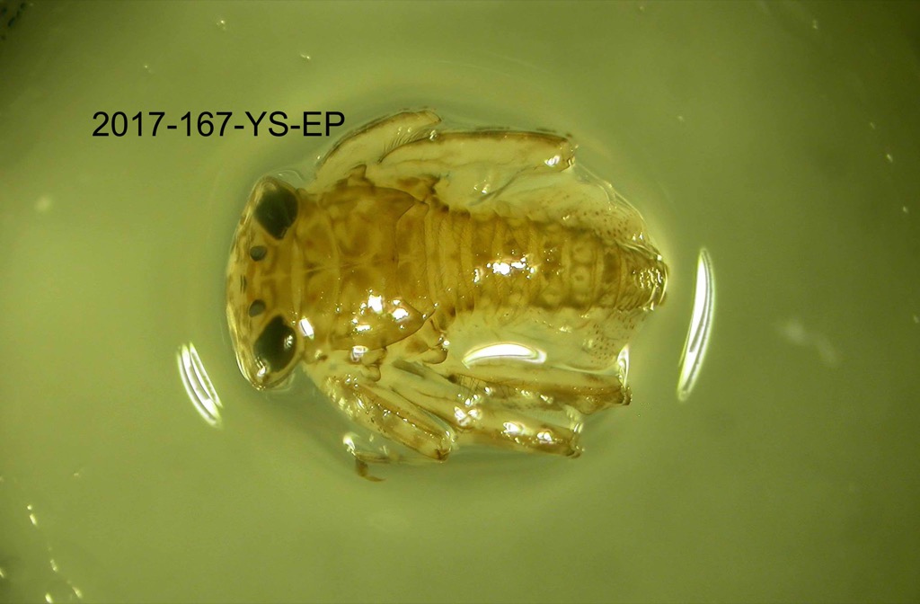 dorsal
