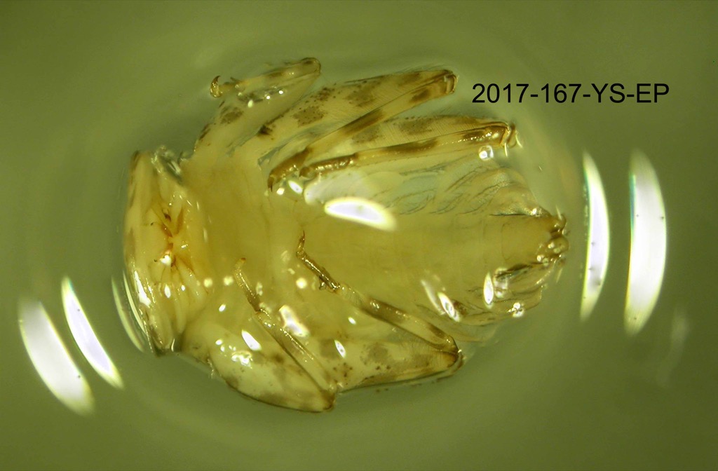 ventral