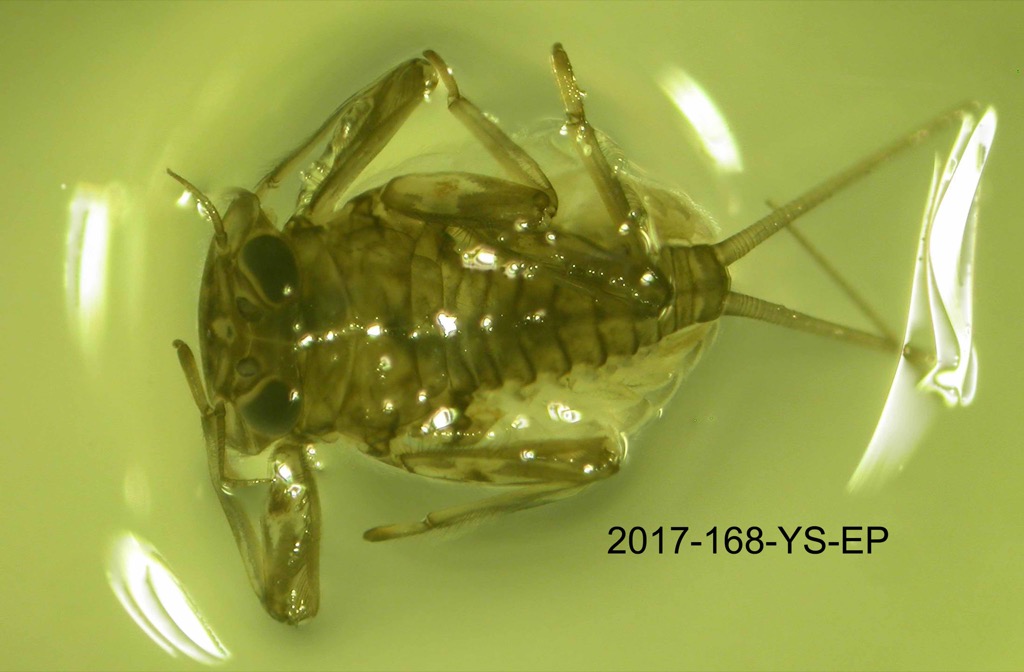 dorsal