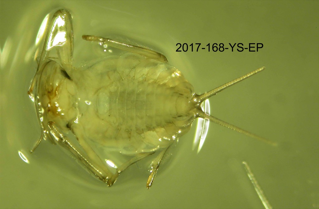 ventral