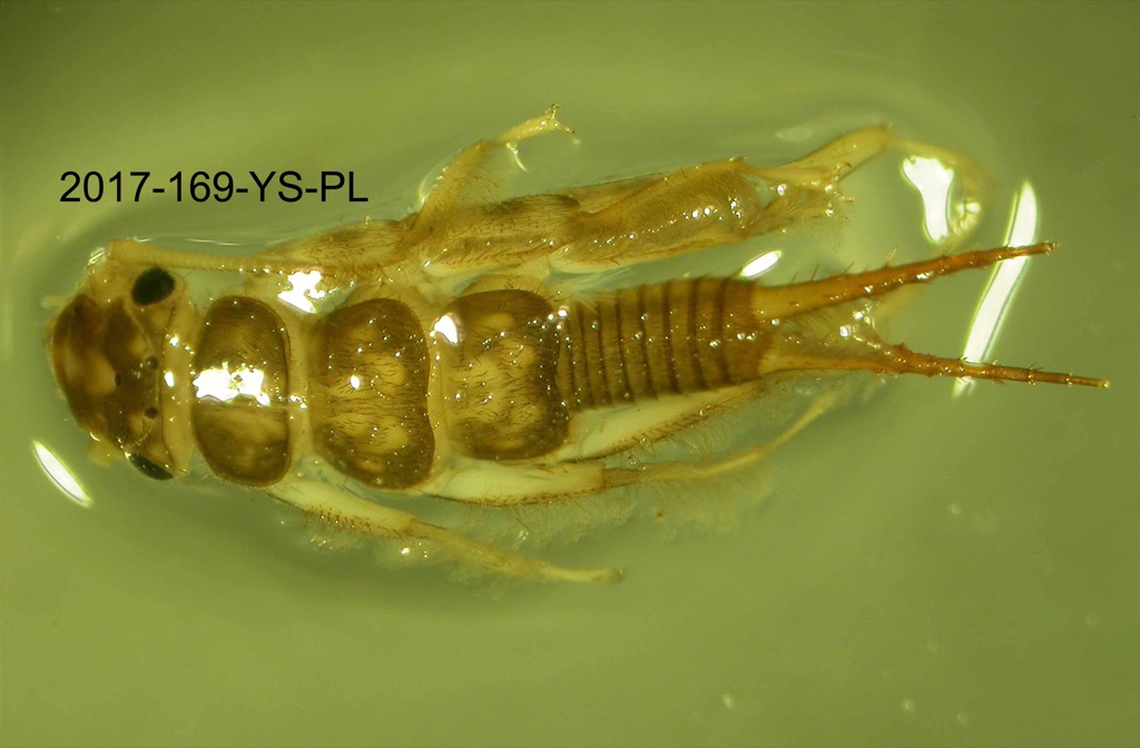 dorsal