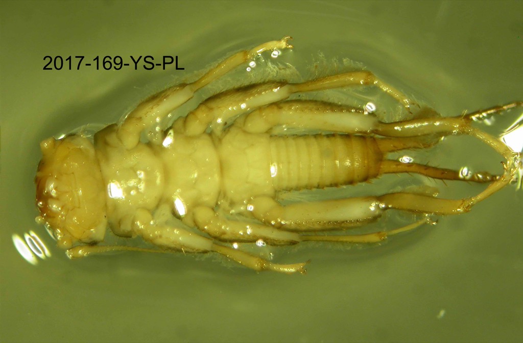 ventral