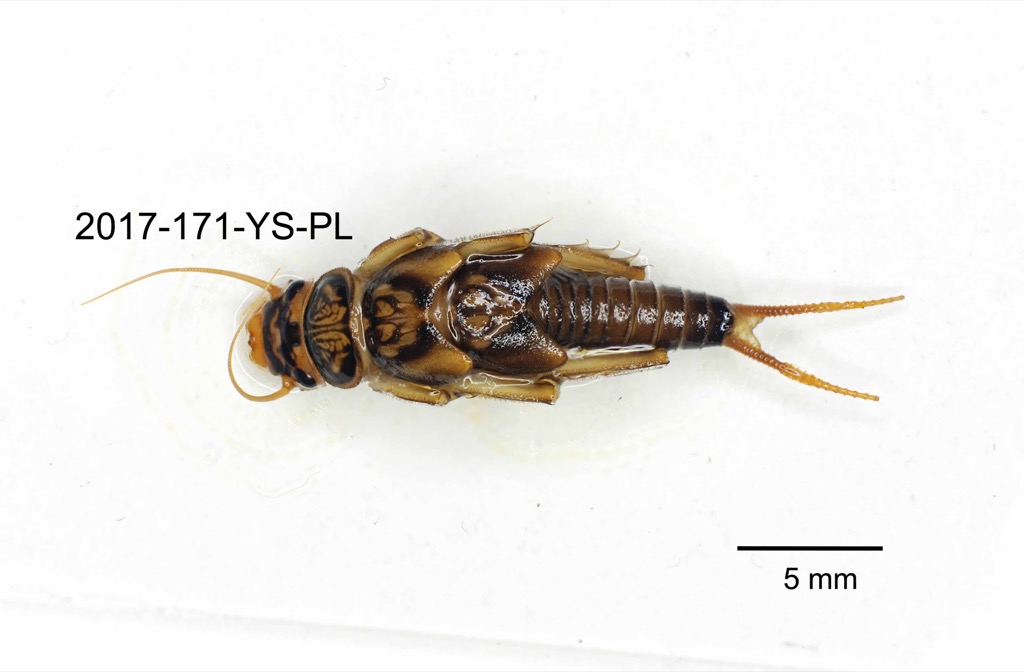 dorsal