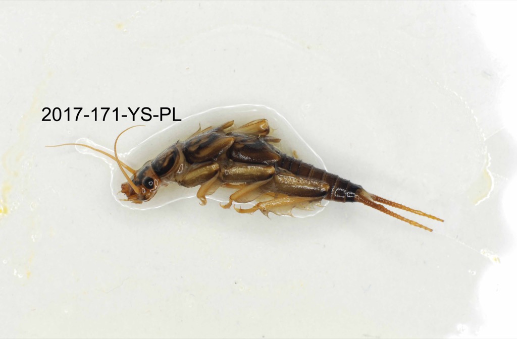 lateral