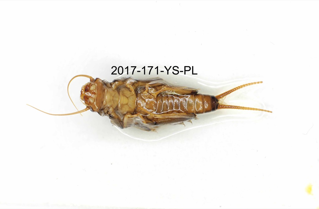 ventral