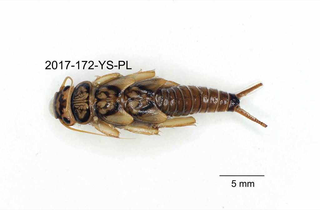 dorsal