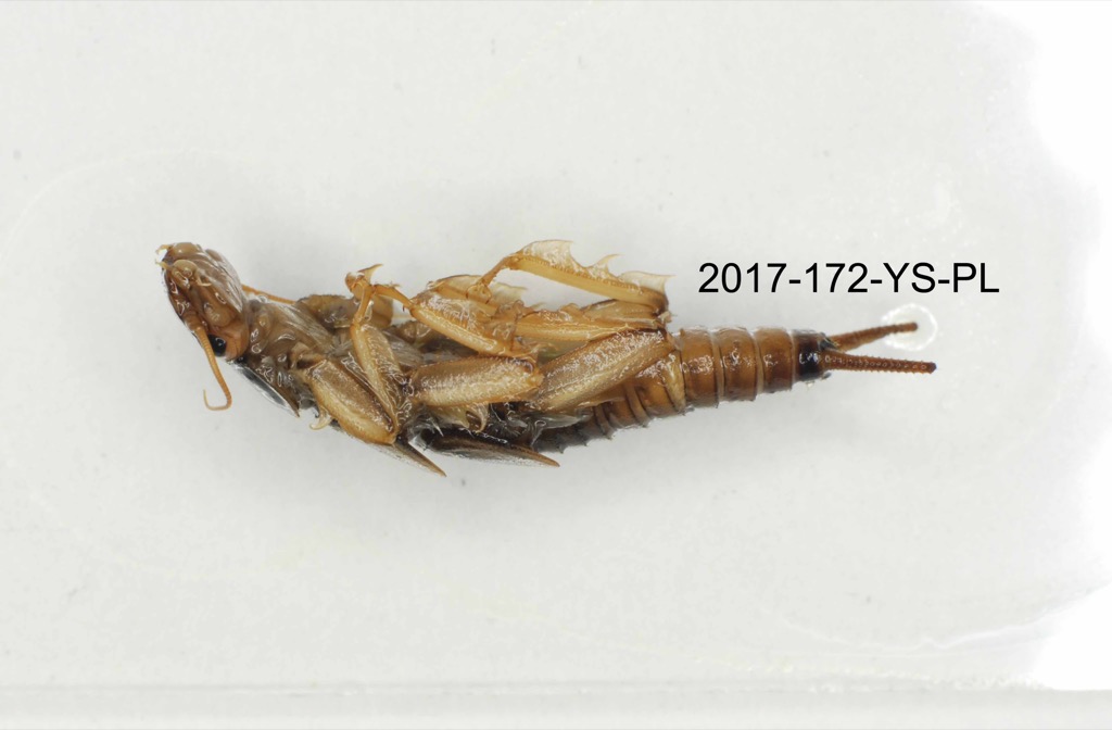 lateral