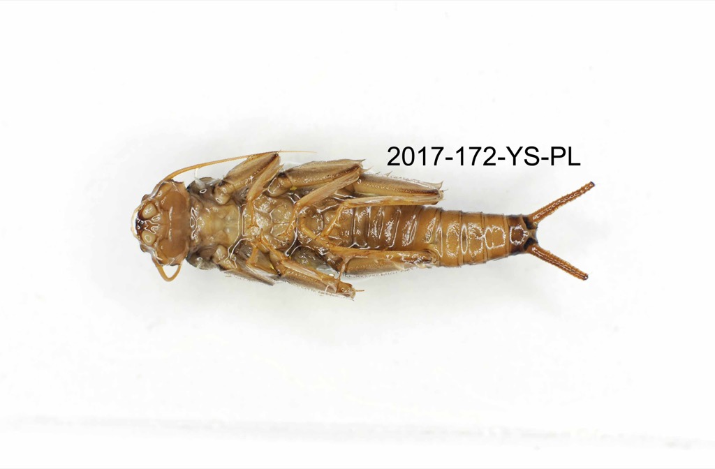 ventral