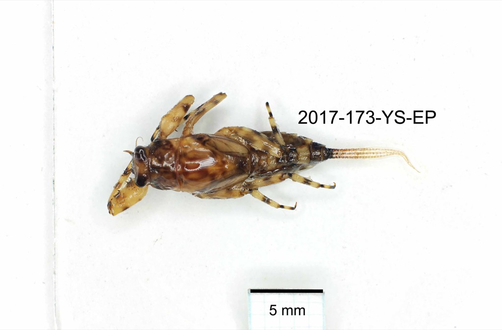 dorsal