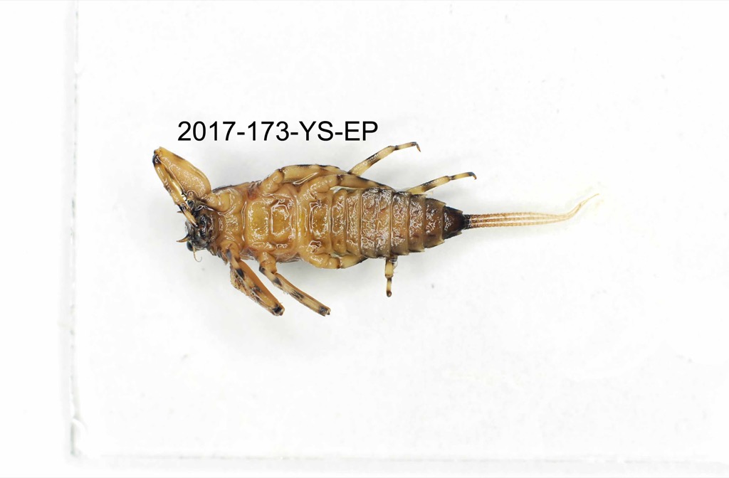 ventral