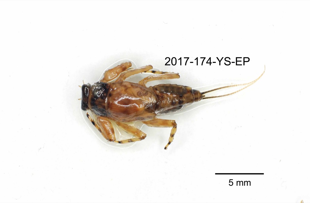 dorsal