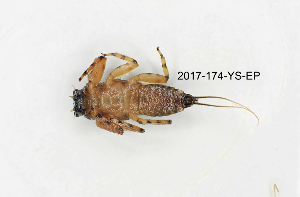 ventral