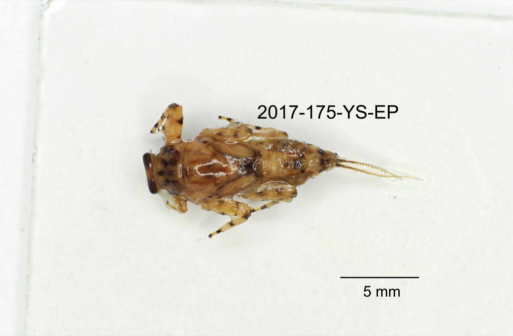 dorsal