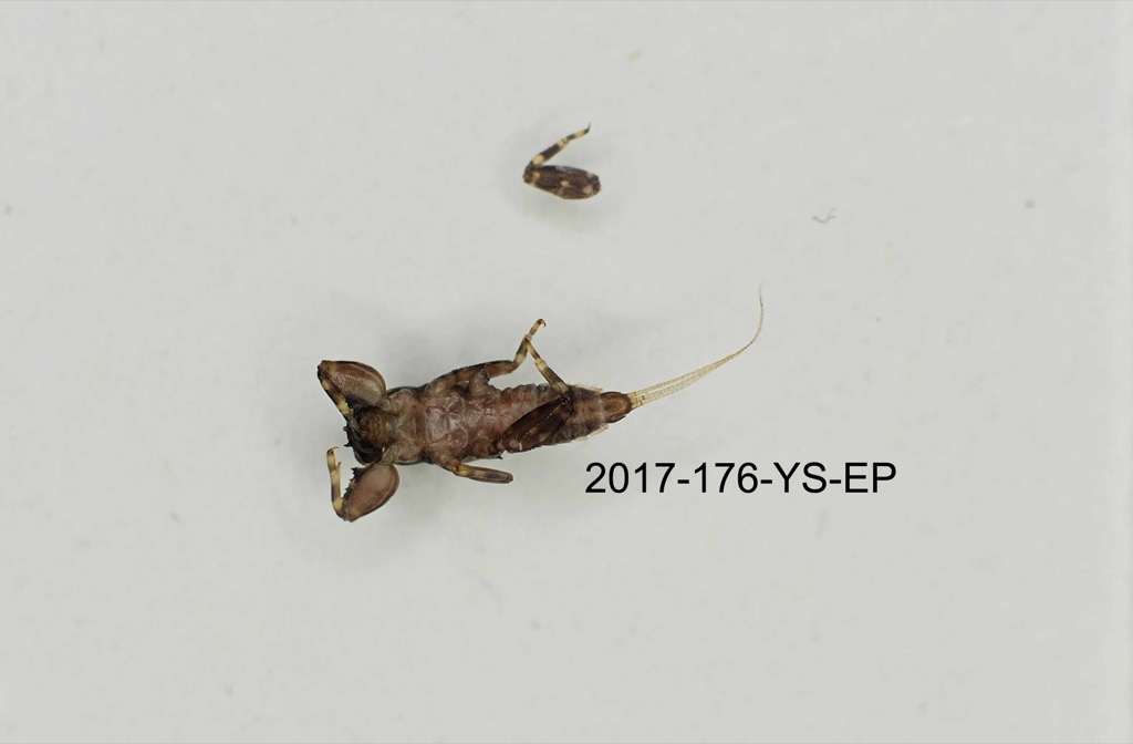 ventral
