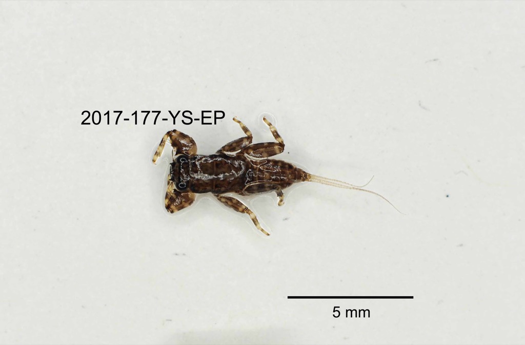 dorsal