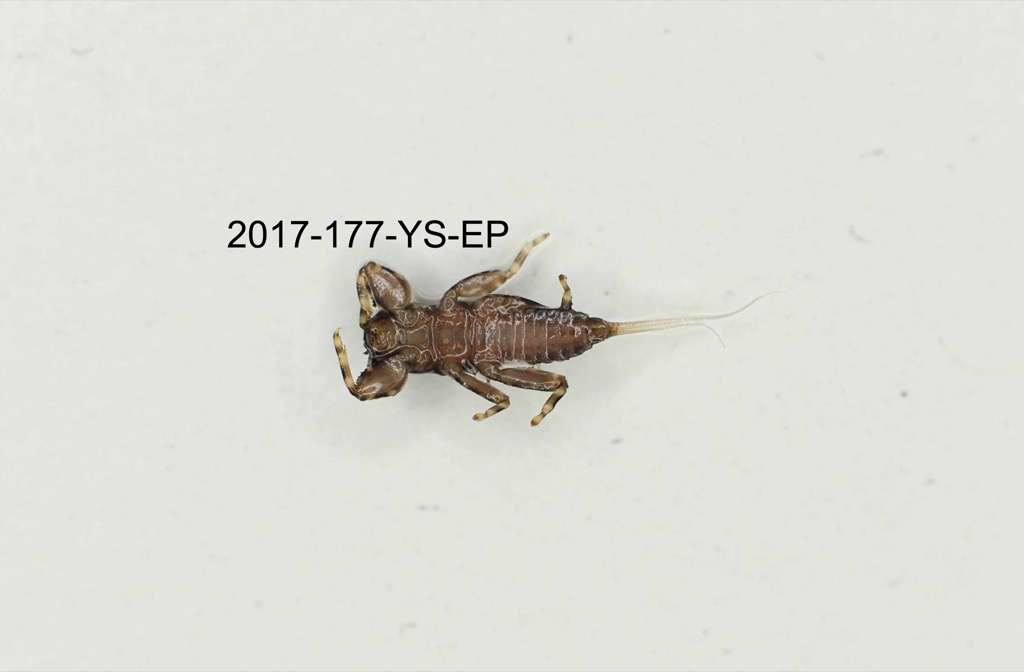 ventral