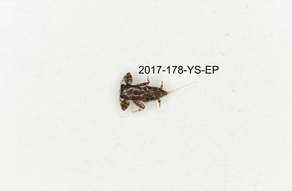 dorsal