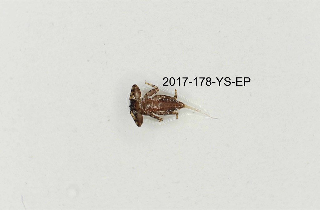 ventral