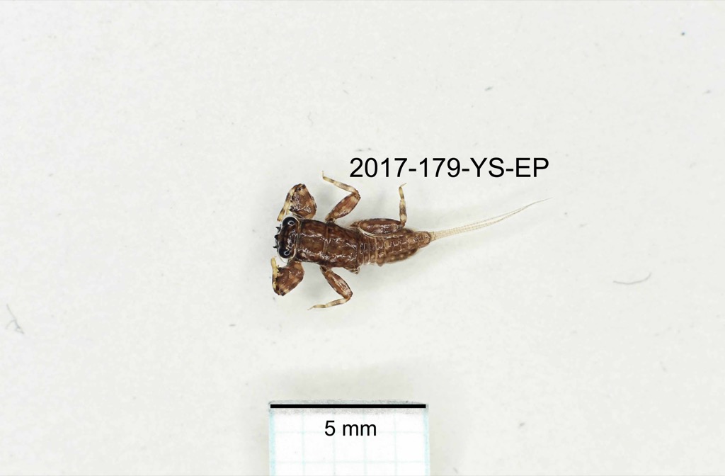 dorsal