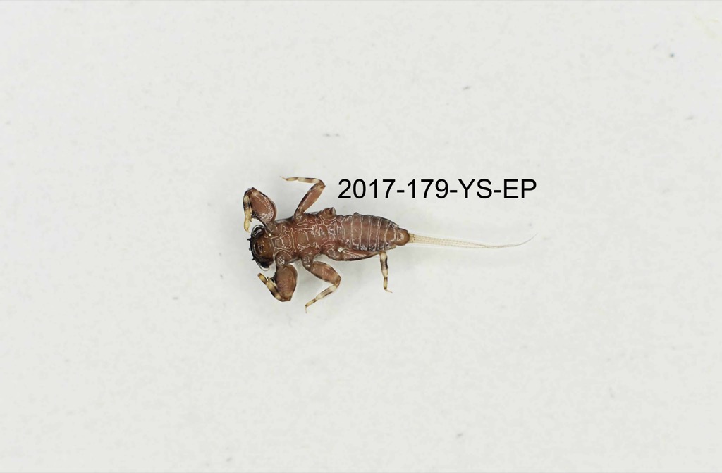 ventral