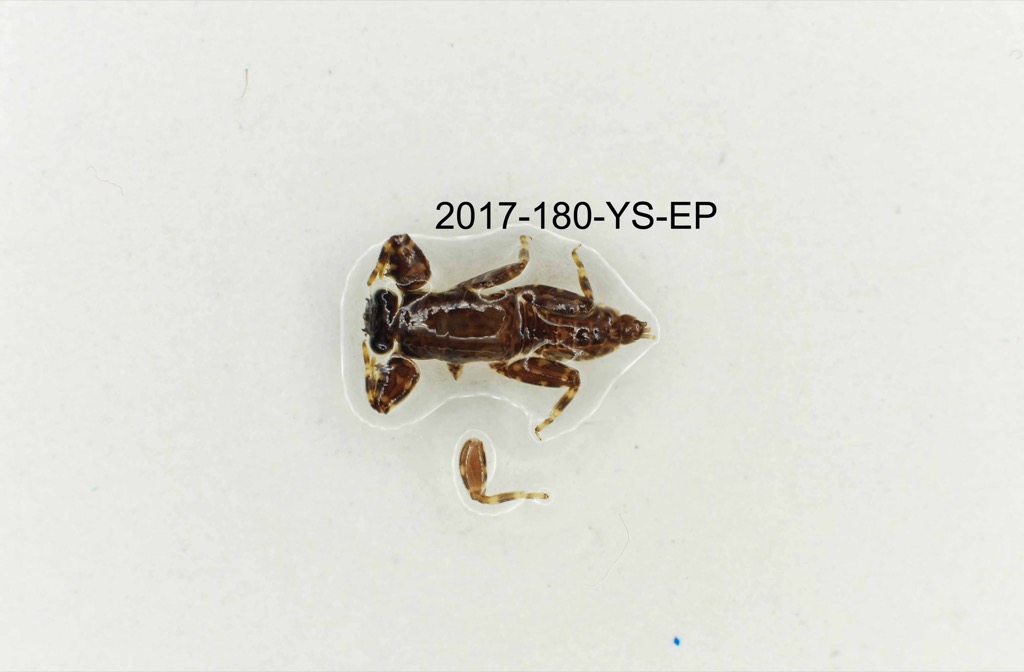dorsal