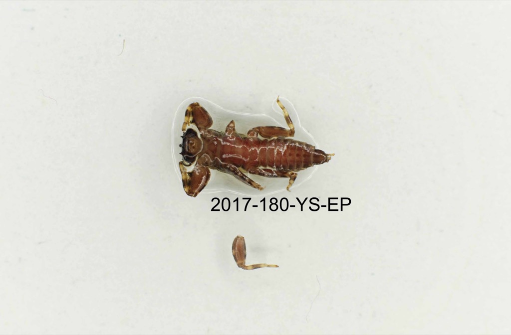 ventral