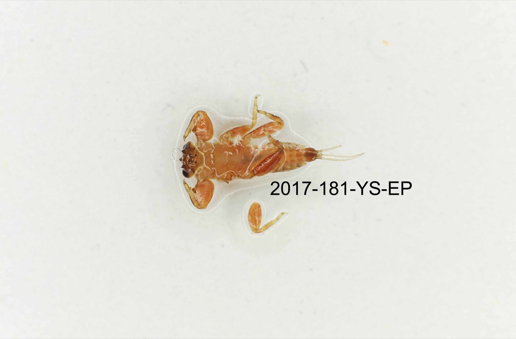 ventral
