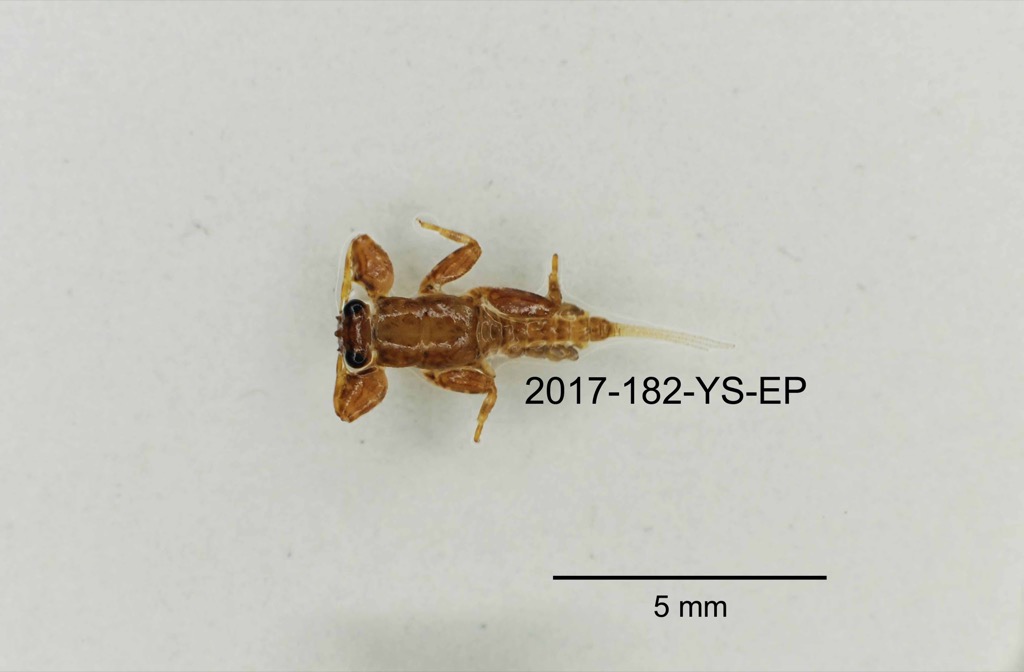 dorsal